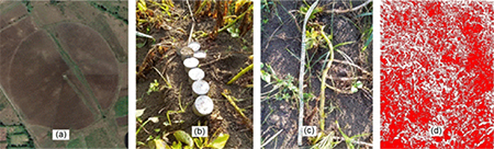 Field measurements, (a) circular cultivated area, (b) soil sampling, (c) plants measurement and (d) leaf area determination.