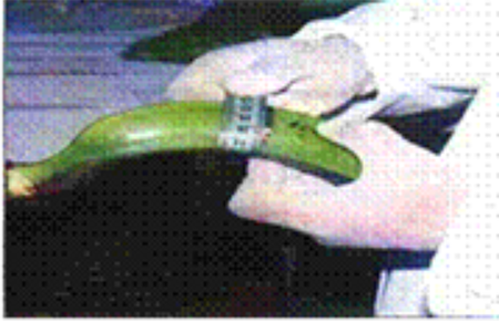 Determination of the circumference of the banana.