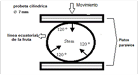 Compression test principle Magness-Taylor