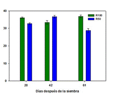 Chlorophyll content (SPAD units) in bean plants subjected to two levels of water supply.