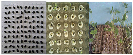 Germination in the Laboratory of black beans Var. BAT304