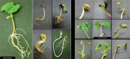 Anormal seedlings.