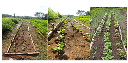 Germination in the field of bean var. BAT304.