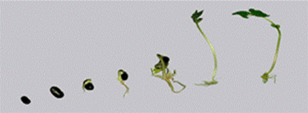 Germination of black bean seedling (Phaseolus vulgaris L var. BAT 304).
