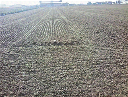 Prepared and seeded soil. Note the turning strip. Source: Author's file.