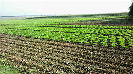 Soil with vegetables planted. Source: Author's file.