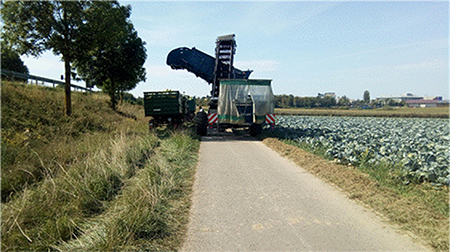 Combine harvester transferring its production to the means of transport. Note that the harvester is placed on top of the paved road. Source: Author's file.