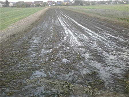 Field after application of biodigester effluent.source: Author's file.