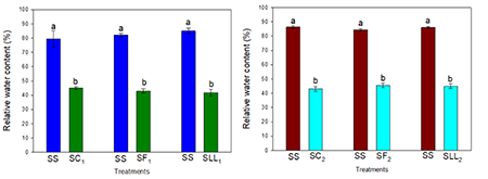 Relative water content at the conclusion of 15-day Irrigation suspension periods (SR) during Vegetative Growth (SC), Flowering (SF), and Grain Filling (SLL) Stages. Error bars above the columns represent standard errors of the means, and different letters indicate significant differences between treatments for α ≤ 0.05 according to the LSD (Least Significant Difference) test.