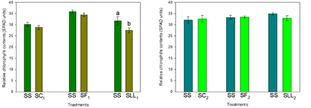 Relative chlorophyll contents at the end of irrigation suspension periods (SR) for 15 days during the vegetative growth (SC), flowering (SF), and grain-filling (SLL) stages. The bars above the columns represent standard errors of the means, and different letters indicate significant differences between treatments at α ≤ 0.05 according to the LSD (Least Significant Difference) test.