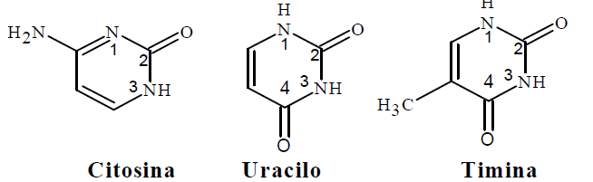 Derivados de pirimidinas presentes en los &aacute;cido nucleicos.