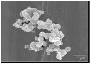 Micrograf&iacute;a electr&oacute;nica de barrido del s&oacute;lidos MCM-48.