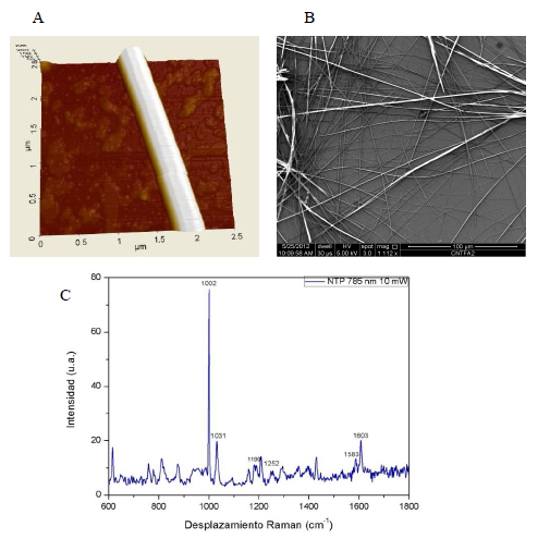 (A) Microscopia de fuerza at&oacute;mica (AFM), por sus siglas en ingl&eacute;s) de NTP; (B)
Imagen SEM de una muestra de NTPs y (C) Espectro Raman de las principales vibraciones de los NTPs.
