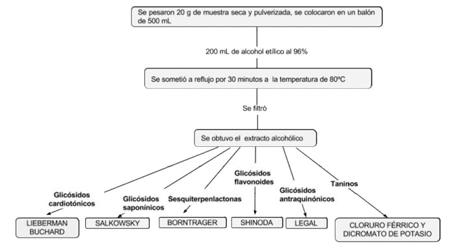 Esquema de
extracci&oacute;n con alcohol et&iacute;lico y pruebas fitoqu&iacute;micas.