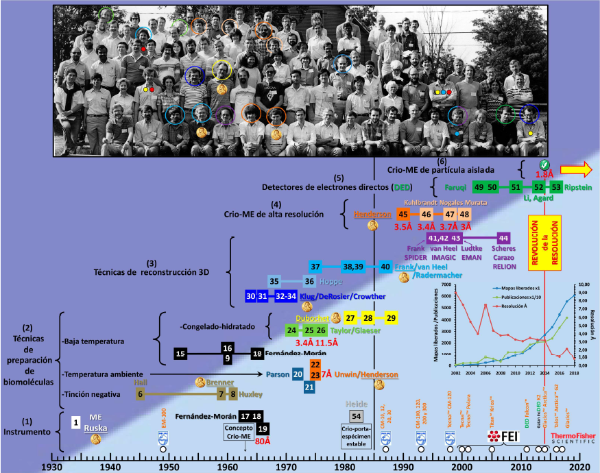  Desarrolló de la Criomicroscopía Electrónica de
partículas aisladas. Los rectángulos coloreados resaltan los hitos alcanzados
con su referencia bibliográfica y resolución alcanzada (en rojo). Arriba se
muestran los microscopistas participantes en la primera GRC 3DEM en 1985. Tres
participantes, Henderson, Frank y Dubochet (Medalla Nobel), fueron galardonados
con el Premio Nobel de Química 2017 por su contribución al desarrollo de la
crio-ME de partícula aislada. Otros participantes contribuyeron a diferentes
hitos y se muestran en círculos con el color correspondiente en la fotografía.
A la derecha se grafica - antes y después de la “Revolución de la Resolución”5
del 2014 - el número acumulado de mapas 3D liberados (curva azul) depositados
en el Protein Data Bank in Europe (PDBe) EM Resources (EMDB), de publicaciones
asociadas a estos mapas (curva verde), y mayor resolución alcanzada cada año
(curva roja). En las abscisas se indican los crio- MEs desarrollados
sinérgicamente por Thermo Fisher Scientific, señalándose los equipados con
detectores directos de electrones (DED) para observar y analizar partículas
aisladas (ver figura 2b-d). Hasta el 2017 se instalaron en el mundo 160 Titan™
Krios™ (figura 2c) y 70 TalosTM Arctica™ (Figura 2d), aunque solo dos en
Latinoamérica (Brasil). Puntos amarillos, azules y rojos: ver texto. Imágenes
reproducidas con permiso de The Nobel Foundation (© ® Medalla Nobel) y Thermo
Fisher Scientific (logos).