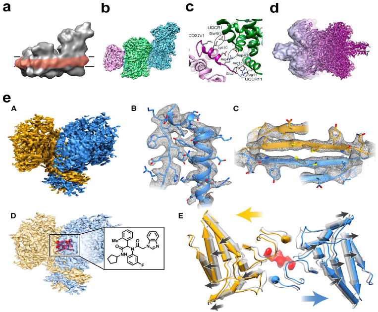 Estructura del supercomplejo mitocondrial I1III2IV1
determinada por crio-ME58 (a) o crio-ME de partícula aislada59 (b), mostrando
sus complejos I (azul), III (verde) y IV (morado) y la interface III-IV (c);
estructura de glutamato deshidrogenasa60 a una resolución progresiva desde ~20
Å (izquierda) hasta ~1,8 Å (derecha) (d). Mapa 3D del dímero (amarillo/azul)
isocitrato deshidrogenasa apo-IDH1 (eA) mostrando las densidades de las cadenas
laterales en una región α-helical (eB) y otra β-laminar (eC). El mapa de IDH1
acomplejado con el inhibidor ML309 (inserto) se muestra con densidades rojas en
(eD) cercano a la interface del dímero. En (eE) se muestra la superposición de
apo-IDH1 (gris) y las estructuras del IDH1 (amarillo/azul) con el inhibidor
enlazado mostrando los cambios que produce en la estructura terciaria (flechas
negras) y los movimientos globales de la estructura cuaternaria (flechas
amarillas/azules). Imágenes reproducidas de: (a) Althoff et al.58 con permiso
de EMBO y Wiley; (b,c) Letts et al.59 con permiso de
Springer Nature; (d) Merk et al.60, con permiso de ©Martin Höghbom (Universidad
de Estocolmo), Dr. P. Brzezinski (Royal Swedish Academy of Science), Cell y
Elsevier; (e) Merk et al.60 con permiso de Cell y Elsevier.
