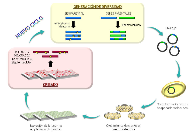 Esquema general de un experimento de evolución molecular dirigida. Las mutaciones están representadas como estrellas.