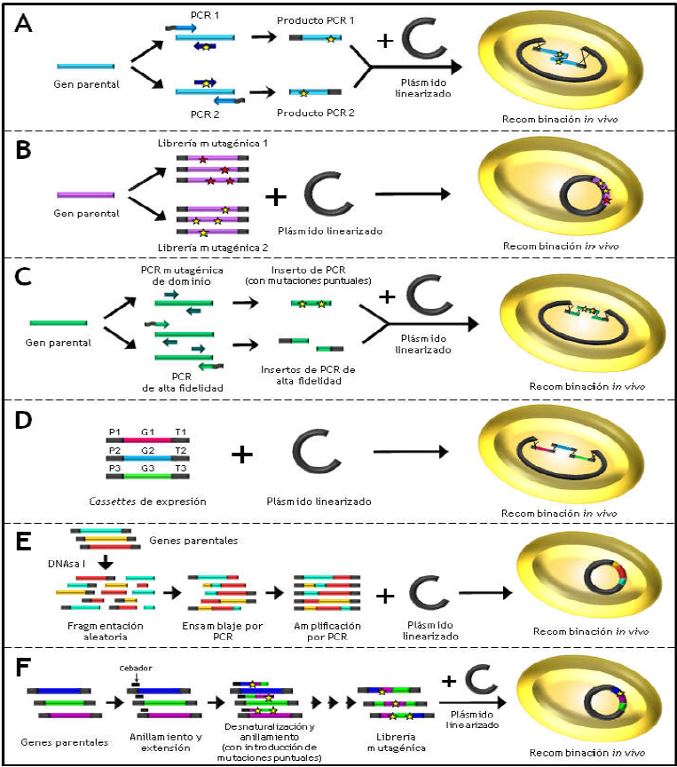Selección de métodos empleados en evolución dirigida y biología sintética para la creación de diversidad genética in vivo haciendo uso de Saccharomyces cerevisiae. (A) IVOE. (B) IvAM. (C) MORPHING. (D) DNA assembler. (E) CLERY. (F) StEP mutagénico combinado con barajado in vivo del ADN. Las mutaciones están representadas como estrellas. Los promotores, genes y terminadores que componen los diferentes cassettes de expresión de la ruta metabólica están denominados como P, G y T, respectivamente.