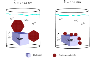 Influencia de la composici&oacute;n del hidrogel en los tama&ntilde;os de part&iacute;culas de HDL. El hidrogel de PAm produce part&iacute;culas mayores a 1200 nm, mientras que el hidrogel de PAmI produce part&iacute;culas menores a 320 nm.