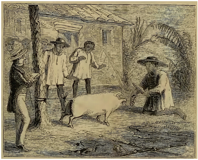 Preparación de la piel del cerdo.