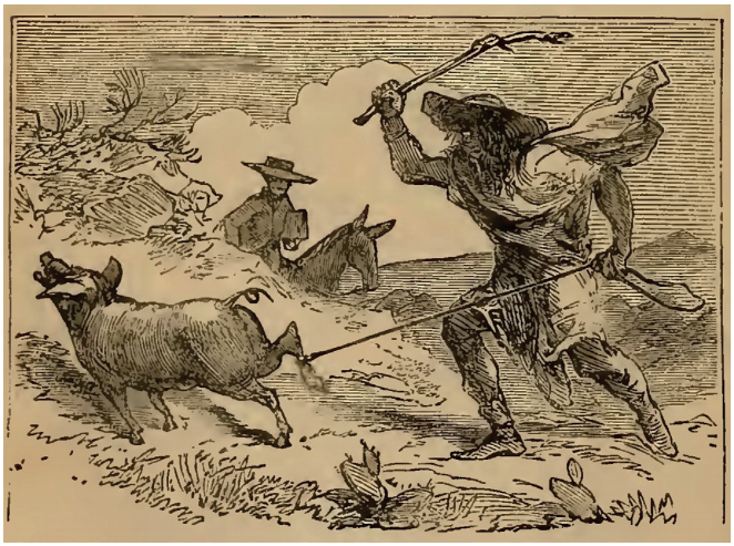 La línea de la belleza.