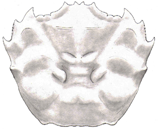 Schematic reconstruction of dorsal carapace of 
							Eogeryon elegius n. gen., n. sp., based on holotype and pictures of a second specimen. (Drawing by Fernando Ari Ferratges Kwekel).
						