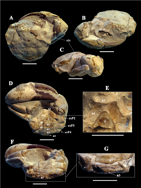 Eogeryon elegius n. gen, n. sp. Holotype MGB 69151, late Cenomanian, Condemios de Arriba (Guadalajara, Spain). A: dorsal view; B: frontal view; C: lateral view; D: ventral view; E: close-up of sternum; F: postero-ventral view; G: close-up of posterior-dorsal view. Abbreviations: a = abdominal somite; cxP = coxa of pereiopod; s = thoracic sternite; sds = dorsal subdistal spine; t = telson.
						