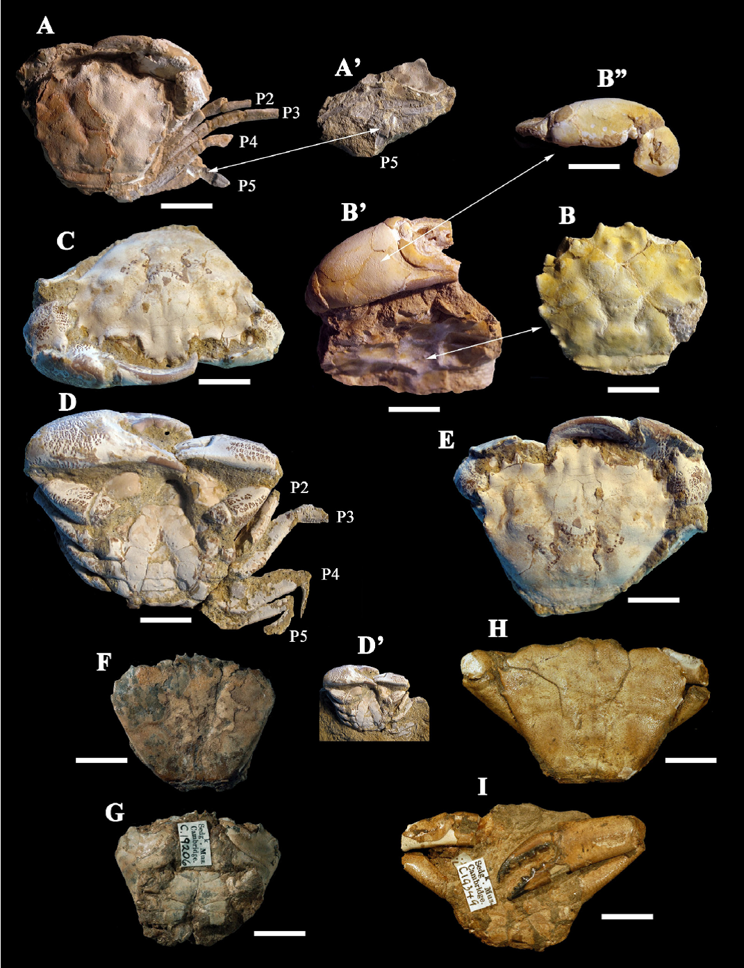A, B: 
							Styracocarcinus meridionalis (
							S&eacute;cretan, 1961) from probably Campanian, Moyenne Moulouya, Morocco; A, MGB 69153: dorsal view; A': remain of propodus of P5, digitally transferred from matrix to the specimen; B, MGB 69154: dorsal view; B': counterpart with right chela attached to the matrix; B": dorsal view of right chela. C, D, E: 
							Litoricola macrodactylus (
							Van Straelen, 1924) MGB 69155 from the lower Thanetian (Paleocene), Boussens, Haute-Garonne, France; C: frontal view; D: ventral view; D': same specimen attached to the matrix; E: dorsal view. F, G, H, I: 
							LitoricolaWoodward, 1873 from the Ypresian of Portsmouth, Hampshire, United Kingdom; F, G: 
							L. cfr. 
							dentataWoodward, 1873 SGC C19206; F: dorsal view; G: ventral view; H, I: 
							L. dentataWoodward, 1873 SGC C19349; H: dorsal view; I: ventral view.
						
