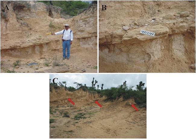 San Nicol&aacute;s Formation's depositional systems, overbank deposits III. A-C. Crevasse splay deposits: A. The site lies ~2.6 km SE of San Nicol&aacute;s Tolentino. A. Mediumly thick stratum of moderately indurated, ridge-forming, planar cross-bedded sandstone [lithofacies Fl] interbeds a sequence of floodplain fines [friable clayey siltstone] indicating crevasse splay deposition of fine grained lag from the major channel over a floodplain body, followed by normal flooding deposition. North lies to the left of picture. B. Close view of same outcrop. Notice that the fine-grained sandstone splay sheet lies above a sandstone channel lens, which records a previous crevassing episode. North lies to the left of picture. C. The locality lies ~2.4 km SE of San Nicol&aacute;s Tolentino, near Arroyo La Tienda. Several thin sandstone sheets [lithofacies Fl pointed by arrows] interbed a ~8 m thick floodplain sequence, indicating repeated crevasse splay deposition. North lies to the left of picture.