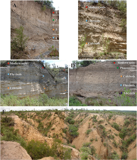San Nicol&aacute;s Formation's Paleosols. A-E. The localities are situated in the badlands area, which lies ~1 km due north of Paso del &aacute;guila: A. Paleosols units sequence developed under a subarid climate regime. 1. Modern soils. 2. Phaeozems. 3. Calcisols. 4. Fluvisols. East lies to the right of picture. B. Effects of burial diagenesis [compaction] on Calcisols. East lies to the right of picture. C. Rythmic Calcisols sequence developed in the floodplain fines, disclosing recurrent episods of subarid conditions in the area. The thick overburden [Quaternary Camposanto unit (conglomerate facies)] has diagenetically compressed the paleosols. East lies to the right of picture. D. A pedostratigraphic profile developed in the San Nicol&aacute;s Formation showing a succession of Paleosol units capped by modern soils. East lies to the right of picture. E. The paleosols depicted, Luvisols, are geomorphically expressed as badlands, which in a few localities have yielded mammal remains. North lies to the left of picture.