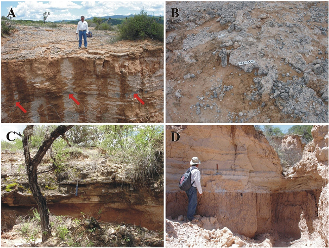 San Nicol&aacute;s Formation's depositional systems, lacustrine deposits. A-C. Lacustrine carbonate facies: The localities respectively lie ~2.3 km NW of Paso del &aacute;guila ["area of canyons"]. A. Thinly bedded, well indurated, erosional-resistent, lacustrine limestone heavily weathered to a sheet-like mass of angular clasts; its presence promoted the formation of small canyons developed in the lacustrine fine clastics, which show lamination; a thin sheet of friable, rhyolitic ash-fall tuff [pointed by arrows] lies ~1.6 m below the ground surface. North lies to the right of picture. B. Thin sheet of angular to subrounded gravel clasts of lacustrine limestone resulting from intense weathering of an exposed bed. North lies to the right of picture. C. Small sequence of well indurated, ledge-forming, thinly bedded lacustrine limestone and thin to mediumly bedded, fine-grained lacustrine clastics. North lies to the left of picture. D. Lacustrine fine clastics set in thick strata of friable, silty claystone [lower part], and of clayey siltstone [upper part]. North lies to the left of picture.