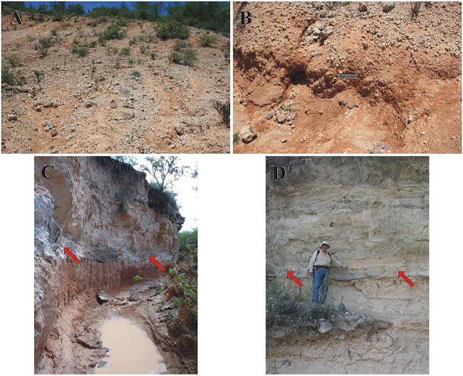 San Nicol&aacute;s Formation depositional systems, other deposits. A-B. Debris flow deposits: The site lies ~2.5 km NW of Morenos. A. Matrix-supported, structureless calcilithitic conglomerate. East lies to the right of picture. B. Closer view showing the abundance of matrix. North lies to the right of picture. C-D. Tuff sheets: The localities respectively lie ~2.3 Km NW of Paso del &aacute;guila ["area of canyons"], and ~1 km SE of this village, on the R&iacute;o San Nicol&aacute;s [eastern cliff]; C. An ~40 cm thick sheet of light gray, friable, rhyolitic ash-fall tuff [marked by arrows] interbedding lacustrine fine clastics set in thick to very thick strata. East lies to the right of picture D. An ~35 cm thick sheet of light gray, friable, rhyolitic ash-fall tuff [marked by arrows] interbedding a fluvial sequence consisting of moderately indurated, low angle tabular cross-bedded sandstone set in medium to thick strata, partly intertongued by conglomerate lenses and sheets. North lies to the right of picture.