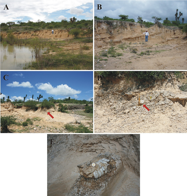 San Nicol&aacute;s Formation's depositional systems, overbank deposits I, Floodplain deposits. A. The site lies ~1 km nearly due South of Paso del &aacute;guila: Floodplain deposits [largely lithofacies Fl, Fm; and FF architectural element] are commonly seen in the badlands geomorph, as in this outcrop, where in the lower part, bedding is still discernible, whereas in the upper one [man standing there], paleosols [Luvisols] have erased it. Outcrop height ~3.8 m. North lies to the left of picture. B-E. The locality lies ~0.75 km ESE of Paso del &aacute;guila: B. Alternation of thin to medium bedded, fine-grained sandstone and thinly bedded clayey siltstone; the "thick" sandstone bed might be a crevasse splay deposit; the Quaternary Camposanto unit [conglomerate facies] unconformably overlies the floodplain deposits. North lies to the left of picture. C. Same alternation as above, the arrow points to a fossil horse skull. The cliff's height [picture's left hand side] is ~4 m. North lies to the left of picture. D. A fossil horse skull [pointed by arrow] weathering out of floodplain strata, the loose gravel around it was eroded from the Camposanto unit. East lies to the right of picture. E. Fossil-bearing floodplain sequence consisting of alternating friable, fine-grained clayey sandstone and siltstone set in thin strata [which individually show laminar cross-bedding]; the horse skull lies on a pedestal and is ready for bandaging and removal [coin's diameter = 20 mm]. East lies to the right of picture.