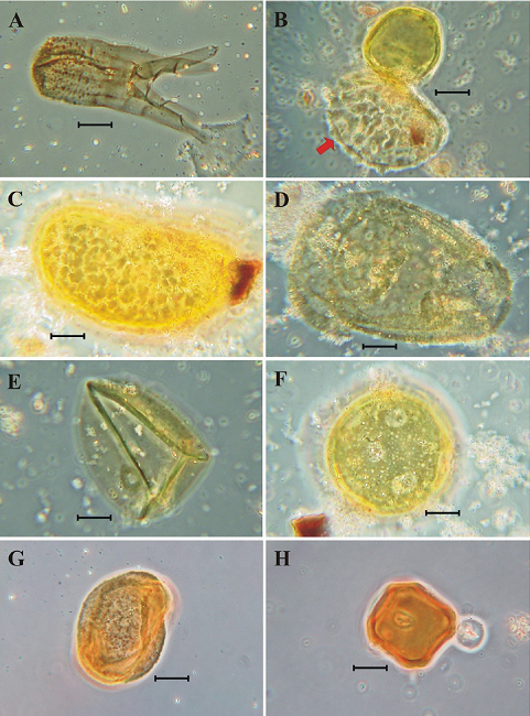 Palynoflora of the San Nicol&aacute;s Formation I. [Photomicrographs taken using phase contrast microscopy; bar = 10μm]. Ascomycota. Pteridophyta, Gymnospermae, Angiospermae: A. Frasnacritetrus. B. Verrucatosporites spp. [marked by an arrow]. C. Polypodiisporites spp. D. Pinuspollenites spp. E. Graminidites spp. F. Liquidambarpollenites spp. G. Quercoidites spp. H. Alnipollenites spp.