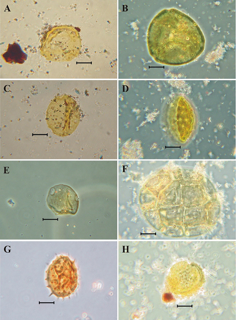 Palynoflora of the San Nicol&aacute;s Formation II. [Photomicrographs taken using phase contrast microscopy; bar = 10μm]. Angiospermae (continuation): A. Thomsonipollis. B. Triatriopollenites spp. C. Triporopollenites spp. D. Triporopollenites spp. E. Chenopodipollis spp. F. Polyadopollenites spp. G. Tubilifloridites spp. 1. H. Tubilifloridites spp. 2.