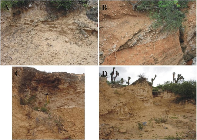 San Nicol&aacute;s Formation's depositional systems, overbank deposits II. A-B. Thin channel conglomerate deposits: A. The site lies ~2.3 km SE of Pozo del Carmen. The small, 0.8 m thick conglomerate lens [top right, lithofacies Gh] records channel scouring/lag-filling on a floodplain deposit [lithofacies Fl; largely covered by loose sediments], related to a crevasse episode that tapped the main channel's lag, transporting/depositing it over the floodplain. East lies to the right of picture. B. The locality lies ~2.3 km SSE of San Nicol&aacute;s Tolentino. Floodplain sequence [lithofacies Sm, Fl] intercalated in the middle by a small, well defined, ~0.75 m thick gravel conglomerate lens [lithofacies Gh] with smooth bounding surfaces; the sequence's lower half consists of whitish, fine-grained, low angle planar cross-bedded sandstone [bottom], and thinly bedded, red clayey siltstone [above], the upper half consists of red clayey siltstone sparsely interbedded by gravel; the conglomerate lens is interpreted as a thin channel conglomerate deposit that records a distinct crevassing episode, whereby the main channel's lag was partly transported/deposited on a floodplain, and was covered by suspended-load sediments of subsequent flooding episodes. North lies to the left of picture. C. Thin channel sandstone deposits: The site lies ~0.7 km ESE of San Nicol&aacute;s Tolentino. Small sandstone channel lens with "wings" [lithofacies Ss] developed/scoured-and-filled over a pre-existing floodplain deposit. Just below it, planar cross-bedded sandstone strata forming a thin sheet indicate previous overbank deposition [in a sand-dominated system?]. The cliff's height is ~4 m. North lies to the left of picture. D. Levee deposits: The locality lies ~1.8 km SE of San Nicol&aacute;s Tolentino, somewhat north of Arroyo Pe&ntilde;a Prieta. Sequence of very fine-grained, low angle cross-bedded sandstone set in thin beds forming 2 to 4 m thick stacks [lithofacies Sr, Fl; seemingly a small scale LV architectural element] lying on top of a strongly eroded, quite friable floodplain deposit [fines consists of thinly bedded clayey siltstone and silty claystone, clearly seen in the picture's right hand side]. North lies to the left of picture.