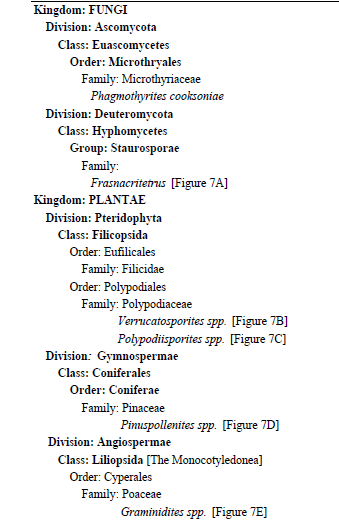 Palynoflora of the San Nicolás Formation, Late Miocene of San Luis Potosí, México.