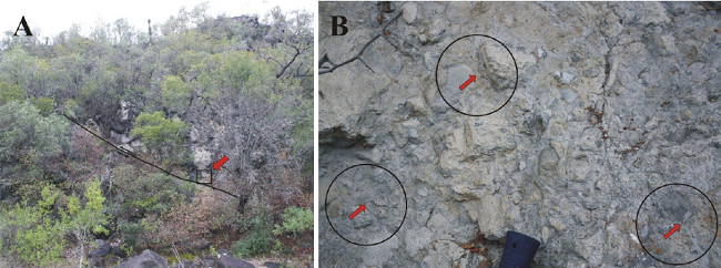 Morenos Thrust Fault. The site is placed about 1.75 km SE of Morenos town, at the junction of Arroyo Las Pilas and Rio San Nicol&aacute;s. A. General aspect of the thrust fault [oblique line]. North lies to the right of picture. The C&aacute;rdenas Formation [below, left] is thrust-faulted by El Abra Formation [above]; the square on the thrust fault plane [pointed out by an arrow] is depicted in B. B. Cataclastic zone developed on El Abra Formation above such plane, as evidenced by straight- and triple junction-contacts among blocks [e.g. those marked by circles and arrows]. North lies to the left of picture.