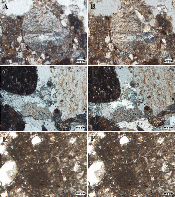 San Nicol&aacute;s Formation: Chief lithologic and petrographic features III. A-B. Photomicrographs of the coarse-grained sandstone variety [4X, plane light (A) and crossed nicols (B)]: Immature, coarse-grained, ignimbrite-, orthoclase-bearing, chertiferous calcilithitic sandstone. Description as in Fig. 10A-B. Notice that some spathic limestone fragments show partial replacement by chert. C-D. Photomicrographs of the very coarse-grained sandstone variety [4X, plane light (C), and crossed nicols (D)]: Immature, very coarse-grained, ignimbrite-bearing, chertiferous sandstone. Notice large fragments of ignimbrite [upper left] and dolomite fragments; spathic calcite fills the interstitial space. E-F. Photomicrographs of calcretes, incipient development [4X, plane light (E), and crossed nicols (F)]: Veinlets of sparry calcite crystals start to locally replace the groundmass of microcrystalline calcite and clay.