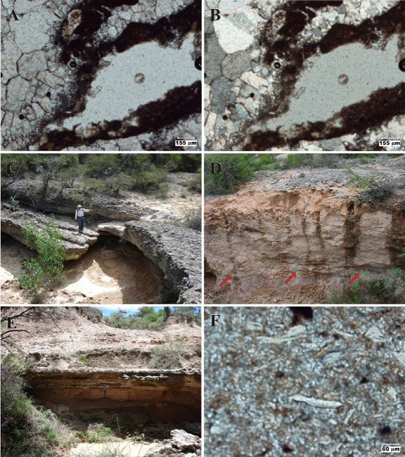 San Nicol&aacute;s Formation: Chief lithologic and petrographic features IV. A-B. Photomicrographs of calcretes, advanced development [4X, plane (A), and crossed nicols (B)]: The spar crystals are large and make up much of the rock volume. C. Conglomerate variety: The locality Las Pozas [= small ponds] lies ~0.5 km SW of Paso del &aacute;guila. Well indurated, clast-supported, cobbly pebble calciclithitic conglomerate set in medium to thick strata dipping 15&deg; NE. East lies to the right of picture. D-E. Lacustrine limestone variety: The site lies ~2 and 2.2 km NW of Paso del &aacute;guila ["area of canyons"]. D. The brecciated limestone bed on the cliff's top overlies a mediumly thick bed of very friable claystone [lamination is vaguely discernible], underlain by poorly indurated, thinly bedded clayey siltstone [colored white by the limestone wash], which overlies a thin sheet of friable, rhyolitic ash-fall tuff [light gray zone on the lower part, marked by arrows]. North lies to the left of picture. E. Well indurated lacustrine limestone set in thin to medium strata interbedded by friable to moderately indurated silty claystone set in medium to thick strata; the upper limestone beds are strongly weathered to a sheet of breccia-like material. North lies to the left of picture. F. Photomicrograph of the lacustrine limestone variety [10X, plane light]: Volcanic glass shards [mainly of the splinter type] set in a groundmass of microcrystalline calcite.