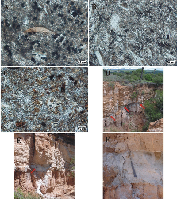 San Nicol&aacute;s Formation: Chief lithologic and petrographic features V. A. Photomicrograph of the lacustrine limestone variety [10X, plane light]: Volcanic glass shards [largely of blocky type] set in a groundmass of microcrystalline calcite. B. Photomicrograph of the lacustrine limestone variety [X10, plane light]: Volcanic glass shards [Y- and splinter types dominate] set in a groundmass of microcrystalline calcite. C. Photomicrograph of the lacustrine limestone variety [10X plane light]: Volcanic glass shards [mainly blocky- and splinter-types] set in a groundmass of microcrystalline calcite. D-F. Tuff sheets: The sites lie ~2.2 and 2.4 km NW of Paso del &aacute;guila ["area of canyons"], and correspond to two different canyons. D. A small lacustrine sequence consisting of poorly indurated, laminated to very thinly bedded clayey siltstone [upper part] overlying a thin sheet of friable, vaguely laminated rhyolitic ash-fall tuff [marked by arrows], and friable, clay- and silty claystone [lower part]. North lies to the left of picture. E. Same lacustrine sequence: The tuff sheet [white zone marked by an arrow] is more clearly discernible here. North lies to the left of picture. F. Close up of the tuff sheet. North lies to the left of picture.
