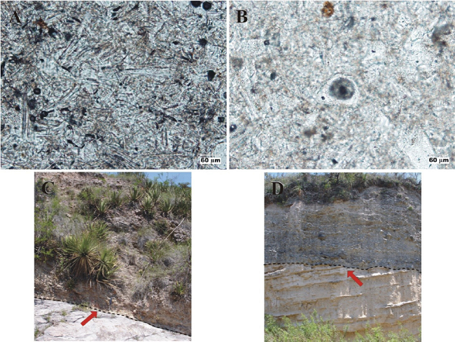 San Nicol&aacute;s Formation: Chief lithologic and petrographic features VI, and stratigraphic relationships. A-B. Photomicrographs of the tuff [10X, plane light]: A. Volcanic unwelded glass shards [splinter- and blocky types dominate]. B. Volcanic unwelded glass shards [largely splinter- and blocky-types], at center a small gas bubble with its wall intact. C. San Nicol&aacute;s Formation Lower contact: The site lies on Arroyo El Portillo, located 1.25 km NNE of Paso del &aacute;guila. The "Santa Mar&iacute;a Ignimbrite" unconformably underlies San Nicol&aacute;s [basal conglomerate]; contact marked by a punctuate line and an arrow. East lies to the right of picture. D. San Nicol&aacute;s Formation Upper contact: The locality is placed ~1.5 km SSE of Paso del Aguila, on the cliff carved by R&iacute;o San Nicol&aacute;s. The nearly flat lying Camposanto unit [conglomerate facies] unconformably overlies the San Nicol&aacute;s Formation, which dips 15&deg; NE; contact marked by a punctuate line and an arrow. East lies to the right of picture.