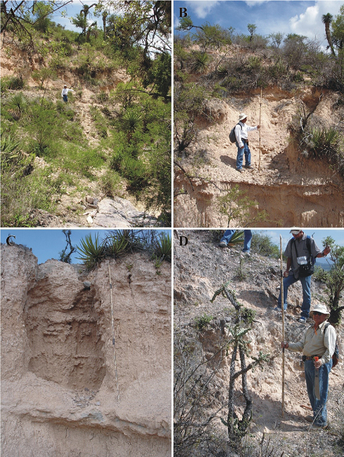 San Nicol&aacute;s Formation Stratotype's selected illustrations. A-D. The site lies on the Arroyo El Portillo, located 1.25 km NNE of Paso del &aacute;guila: A. Lower units [largely formed by a rhythmic alternation of conglomerate and sandstone/siltstone strata] unconformably laying over the "Santa Mar&iacute;a Ignimbrite." East lies to the right of picture. B. Lower middle units [chiefly consisting of calcilithitic siltstone and conglomerate strata, the latter are less numerous]; one of the authors stands just above one such conglomerate bed. North lies to the right of picture. C. Middle upper units [mainly formed by calcilithitic silty claystone and clayey siltstone strata], note on the base a medium thick stratum of friable, rhyolitic ash-fall tuff. North lies to the right of picture. D. Upper units [chiefly consisting of calcilithitic clayey siltstone and sandstone strata] unconformably overlain by the Quaternary Camposanto unit [conglomerate facies]. North lies to the right of picture.