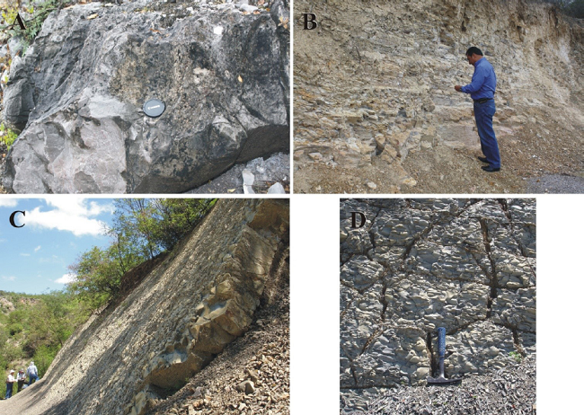 Characteristic field appearance of the Cretaceous formations. A. El Abra Formation [Albian-Santonian]: The locality lies 0.5 km due N of Morenos. Medium to thickly bedded micritic limestone, partly dolomitized [whitish zones on the lower left], bearing chert nodules [darker zones on the upper right], the strata are nearly vertical. North lies to the left of picture. B. Soyatal Formation [Turonian-Early Campanian]: The site lies ~1.5 km SW of Rancho Barranca de San Isidro. Thinly to medium bedded marly limestone becoming fissile calcilutite upward. North lies to the left of picture. C-D. C&aacute;rdenas Formation [Cenomanian-Maastrichtian]: The localities respectively lie 1 and 1.5 km north of Morenos, they are road cuts on the Tolentino-Morenos Road. C. Typical thin- and mediumly-bedded appearance of this unit, as well as its characteristic shaley weathering. North lies to the right of picture. D. Close view of a shale-weathering stratal plane. North lies to the left of picture.