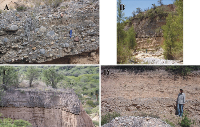 Characteristic field appearance of Quaternary units I. A. Puerta del Refugio unit [Pleistocene]: The locality lies ~1 km south of the homonymous village. Well indurated, clast-supported, cobbly pebble, calcilithitic conglomerate set in thick strata; micritic pebbles and cobbles from El Abra Formation dominate. North lies to the left of picture. B. Camposanto unit [Pleistocene]: The site is placed ~1.6 km SSE of Paso del &aacute;guila on the R&iacute;o San Nicol&aacute;s. The dark zone across the top depicts this unit, it consists of well indurated, clast-supported, pebble-cobble, ignimbrite-bearing calcilithitic conglomerate set in medium to thick strata [polymictic conglomerate facies], uncoformably overlaying the San Nicol&aacute;s Formation, which makes up the cliff's better part [contact pointed by arrow]. East lies to the right of picture. C. Los Salda&ntilde;a unit [Pleistocene]: The locality lies ~0.4 km west of Rancho El Caracol. Moderately indurated, matrix-supported, pebble, calcilithitic conglomerate set in medium to thick strata overlying friable, poorly sorted, calcilithitic sandstone and siltstone set in medium to thick beds. East lies to the right of picture. D. El Jag&uuml;ey unit [Late Pleistocene]: The site is located ~1 km SSE of Arroyo Hondo. Moderately indurated, clast-supported, cobbly-pebble, andesite and ignimbrite-bearing calcilithitic conglomerate [polymictic conglomerate facies] set in thick strata, covered by granule conglomerate, coarse sandstone and matrix-supported, pebble calcilithitc conglomerate set in thick strata; notice on the photograph's lower part, a fallen block of the lower conglomerate. East lies to is to the right of picture.
