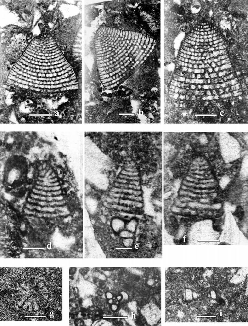 Mid-early late Albian foraminifera from the El Abra Formation. a- Axial section of Dictyoconus walnutensis (Carsey, 1926) hz-4 (scale bar 500 µm). b- Subaxial section Dictyoconus walnutensis (Carsey, 1926) hz-4 (scale bar 500 µm). c- Subaxial section Dictyoconus walnutensis (Carsey, 1926) hz-5 (scale bar 500 µm). d, e, f- Axial and transverse section of Coskinolinoides texanus (Keijzer, 1942) hz-5 (scale bar 200 µm). g- Horizontal section of Coskinolinoides texanus (Keijzer, 1942) hz-2 (scale bar 300 µm) h- Miliolid hz-5 (scale bar 300 µm). i- Axial section Spiroloculina hz-5 (scale bar 300 µm).