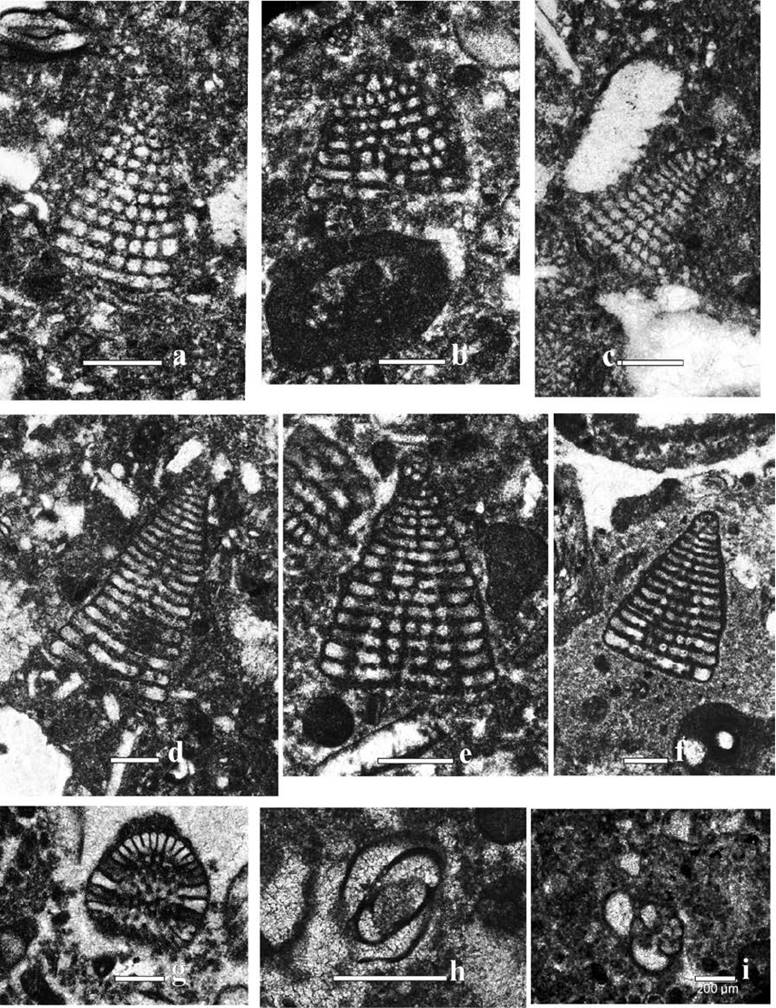 Mid-early late Albian foraminifera from the El Abra Formation. a- Subaxial section Paracoskinolina sunnilandensis (Maync, 1955b) hz-3 (scale bar 300 µm). b- Subaxial section of Paracoskinolina sunnilandensis (Maync, 1955b) hz-2 (scale bar 300 µm). c- Subaxial section of Paracoskinolina sunnilandensis (Maync, 1955b) hz-3 (scale bar 300 µm). d- Subaxial section of Paracoskinolina . sunnilandensis (Maync, 1955b) hz-3 (scale bar 500 µm). e- Axial section of Paracoskinolina sunnilandensis (Maync, 1955b) hz-1 (scale bar 500 µm). f- Axial section of Paracoskinolina sunnilandensis (Maync, 1955b) hz-2 (scale bar 500 µm). g- Transverse section of Paracoskinolina sunnilandensis (Maync, 1955b) (scale bar 500 µm). h- Istriloculina sp. Sample hz-2 (scale bar 200 µm). i- Arenobulimina sp. Sample hz-b (scale bar 200 µm).