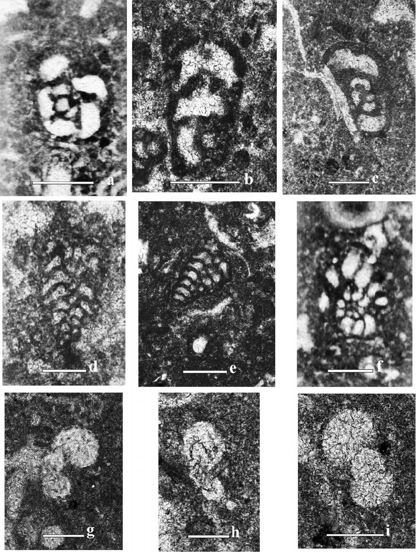 Mid-early late Albian foraminifera from the El Abra Formation. a- Equatorial section of Buccicrenata subgoodlandensis (Vanderpool, 1933) hz-4 (scale bar 300 µm). b- Subequatorial section of Buccicrenata sp. hz-2 (scale bar 300 µm). c- Subaxial section of Buccicrenata sp. hz-a (2) (scale bar 300 µm). d- Novalesia angulosa (Magniez, 1972) hz-a (1) (scale bar 300 µm). e- Novalesia angulosa (Magniez, 1972) hz-6 (scale bar 500 µm). f- Equatorial section of Mayncina sp. hz-6 (scale bar 300 µm). g- Axial section of Favusella washitensis (Carsey,) hzb (2) (scale bar 200 µm). h- Axial section of Muricohedbergella simplex (Morrow, 1934) hzy (2) (scale bar 100 µm). i- Subaxial section of Muricohedbergella albiana (BouDagher-Fadel et al. , 1996) hza (2) (scale bar 200 µm).