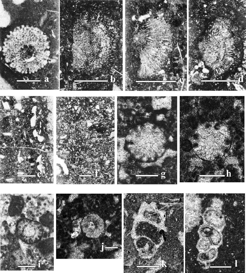 Mid-early late Albian algae from the El Abra Formation. a- Triploporella sp. hz-4 (scale bar 1 mm). b- Longitudinal section of Cayeuxia kurdistanensisElliott, 1957 hza (3) (scale bar 1 mm). c- Longitudinal section of Cayeuxia kurdistanensisElliott, 1957 hz-5 (scale bar 1 mm). d- Longitudinal section of Cayeuxia kurdistanensisElliott, 1957 hzb (a) (scale bar 1 mm): e -Lithocodium aggregatum Elliott, 1956, hzb (A) (scale bar 1 mm). f- Lithocodium aggregatumElliott, 1956, hzb (A) rojo (scale bar 2 mm). g- Transverse section of Terquemella americana (Konishi and Epis, 1962) hza (2) (scale bar 300 µm). h- Transverse section of Terquemella americana (Konishi and Epis, 1962) hz-2 (scale bar 300 µm). i- Transverse section of Acroporella sp. hzb (3) (scale bar 300 µm). j- Echinoderm hzb (1) (2) (scale bar 200 µm). k- Gastropod hzo (2) (scale bar 500 µm). l- Gastropod hzh (2) (scale bar 500 µm).