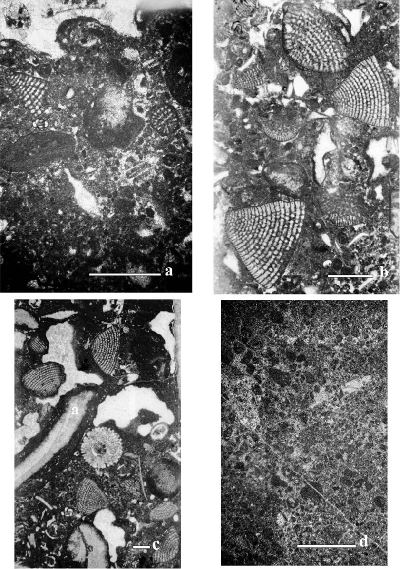 Microfacies from the El Abra Formation in the El Madroño locality. a- Microfacies 1 Mollusk floatstone and foraminiferal packstone-wackestone (hz-1) with Paracoskinolina sunnilandensis (scale bar 1 mm). b, c Microfacies 2 (Samples Sample hz-4-7) Foraminiferal packstone-wackestone with Dictyoconus walnutensis , Coskinolinoides texanus , Buccicrenata subgoodlandensis and Triploporella sp. (scale bar 1 mm). d- Microfacies 3 (Sample hz-a) Peloidal packstone-wackestone with foraminifers (scale bar 1 mm).